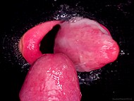 MILF with juicy lips seductively sucks dick in close-up, provoking him to ejaculate in her mouth 10