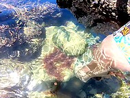 Amateur Italian couple copulates on the beach and enjoys underwater creampie 7