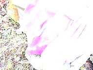 Naughty Vic Alouqua spends time rubbing her pussy and squirting on cam outdoors 4