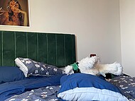 Littlelaine presses her stuffed animals and pillows closely against her body, experiencing intense pleasure and reaching a blissful climax 6