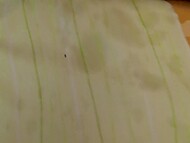 Nude Russian chick Kristina Slut toys her wet dumpling and squirts 11