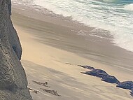 Cxlila Myers and AlexKnova, exhibit their lust in sand and sun, for strangers to see 6