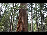 Asian girl Luna Okko takes her man's dick twice during her journey to the woods 7