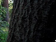 Young pacifist knows that vegetables are good for health and can be used for masturbation 6