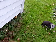 Nerdy Norwegian woman in cap enjoys fuck from behind after she blows cock outdoors 4