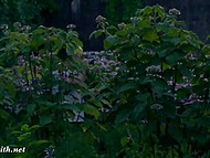 Porn compilation of Russian Jeny Smith who adores nothing more than flashing tits and pussy 9